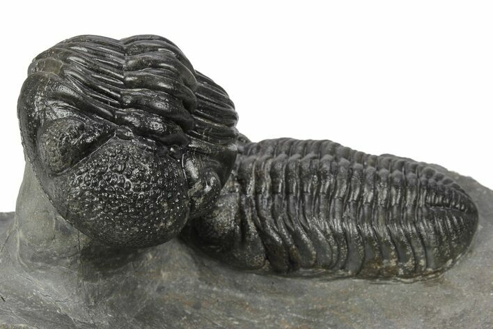 Beautiful Pair Of Pedinopariops Trilobites - Mrakib, Morocco #243837